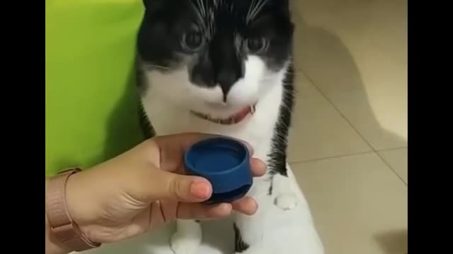 Funniest Cats 😹 - Don't try to hold back Laughter 😂 - Funny Cats Life