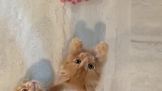 Kittens Meowing For Thier Momy