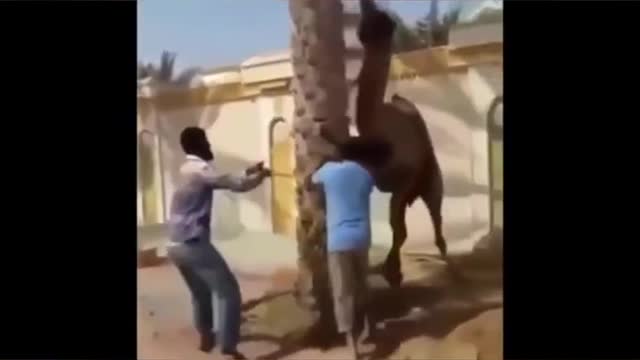 Animals gone crazy - hilarious attacks