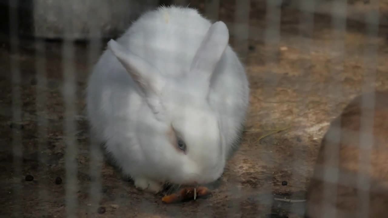 White rabbit in the zoo