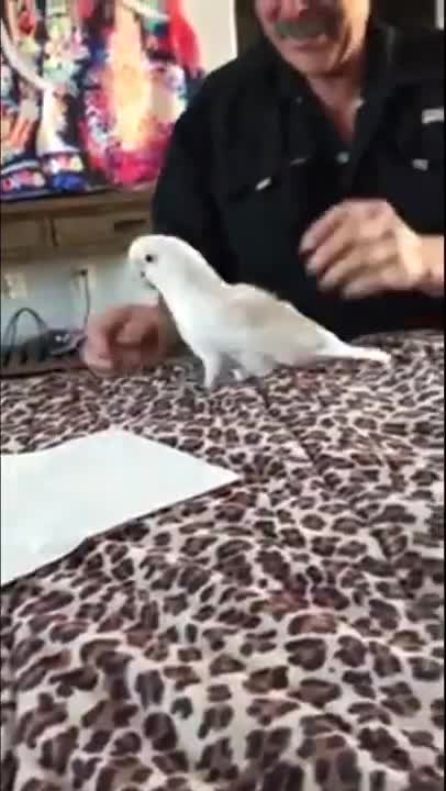 Cockatoo Turbo funniest Clips #3