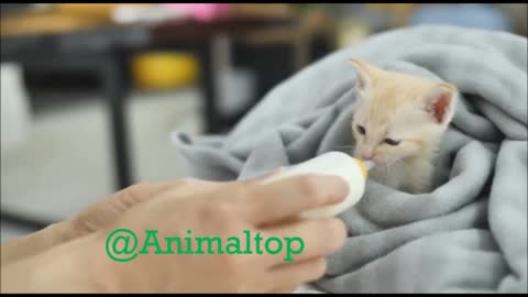 Feeding A Very Cute Baby Cat