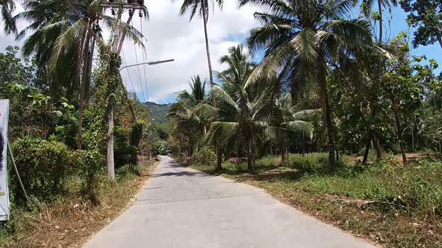 Koh samui. way to jungle