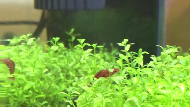 Fire Red Shrimp go swimming