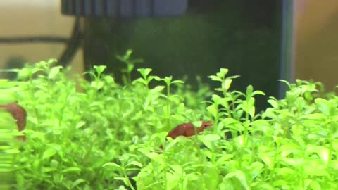 Fire Red Shrimp go swimming