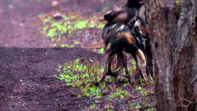 African Wild Dog facts- the painted wolf - Animal Fact Files_Cut.mp4