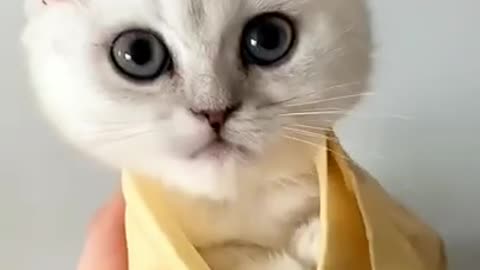 Funny cats videos 2021 | funniest videos with cats | funny videos tiktok