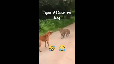 Dog vs lion 🦁