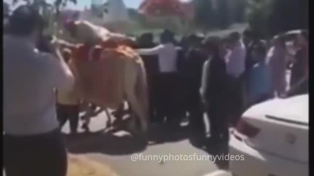 Funney Wedding / Marriage Viral Videos