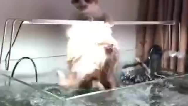 Funny cat video