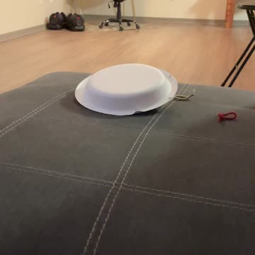 Parrot pretends to be a turtle with a paper plate