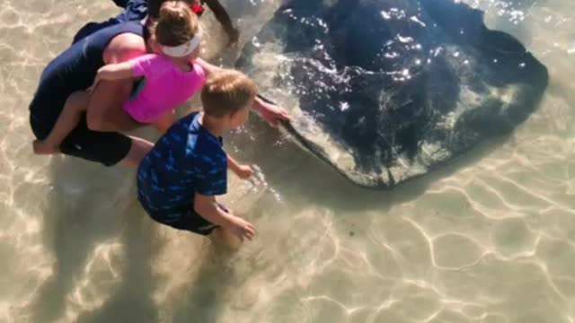 The Playful Local Stingray