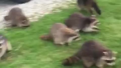 Feeding a Horde of Hungry Raccoons