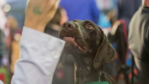 Owner playing with brown dog. Close up shot of Pointing dog playing with female hand and a toy