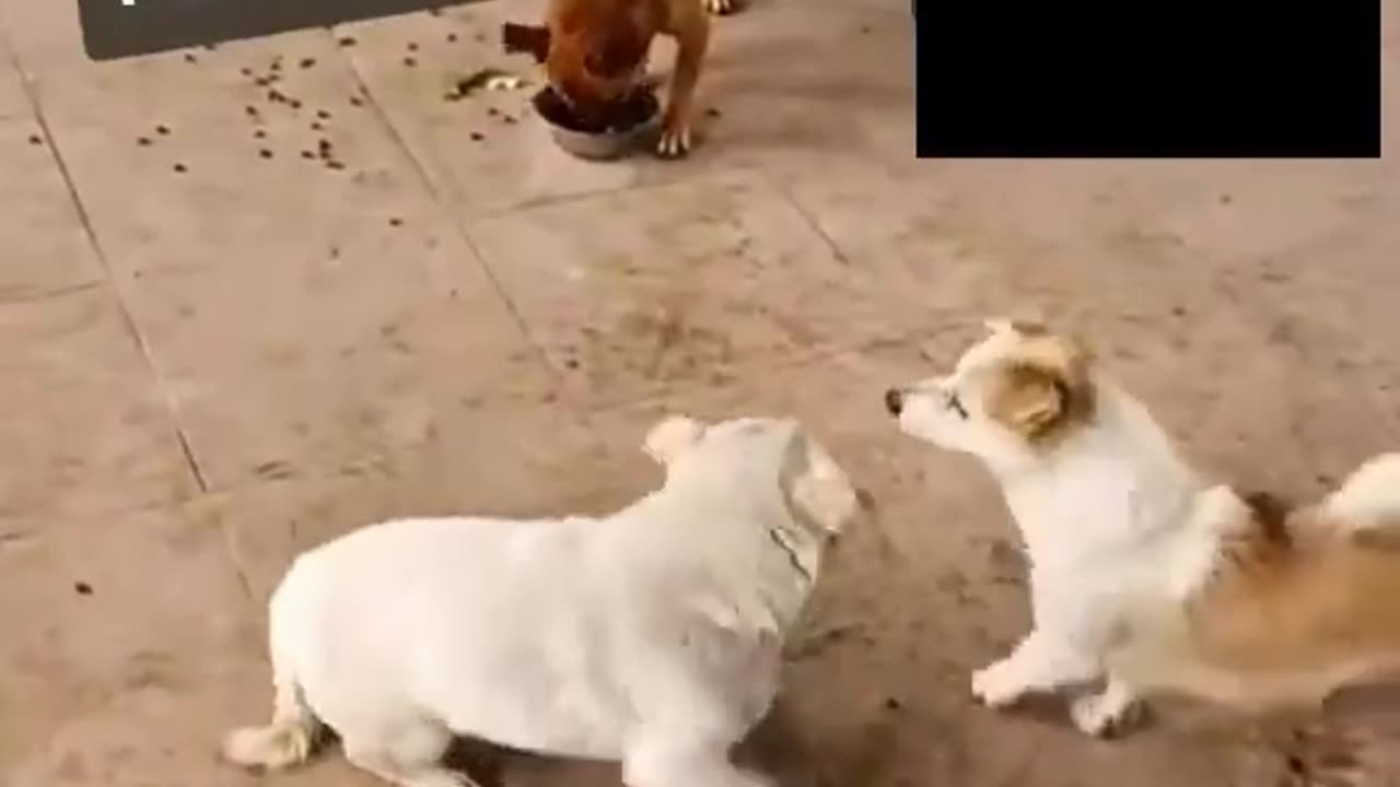 Dogs fight over the food bowl while the smart one goes there and eats everything... hahaha