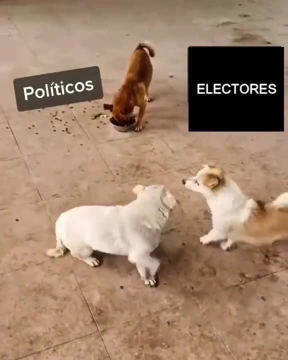 Dogs fight over the food bowl while the smart one goes there and eats everything... hahaha