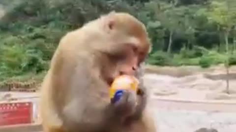 Bast it funny animal video