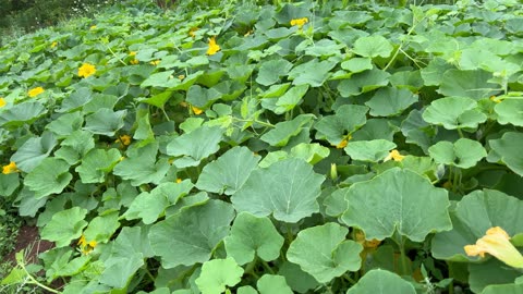 Green Hubbard Squash