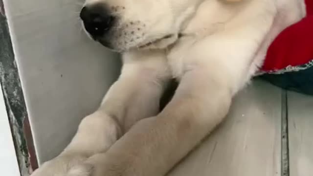 Dog viral happy