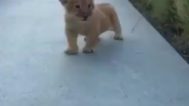 A little lion cub trying to roar 🦁