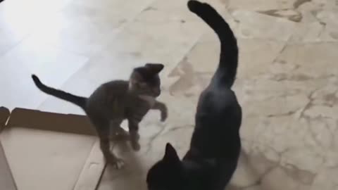 NINJA CATS!!!