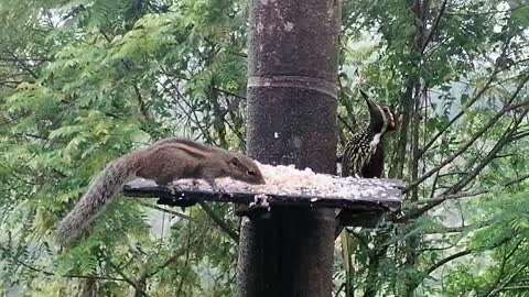 Squirrel and red backed woodpecker