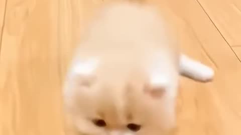 #cat