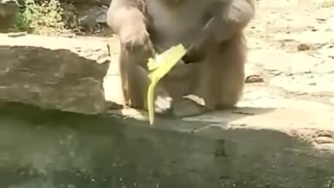 Funny animal video 🤣