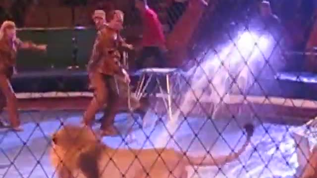 Tiger attack in circus🎪 first time in society