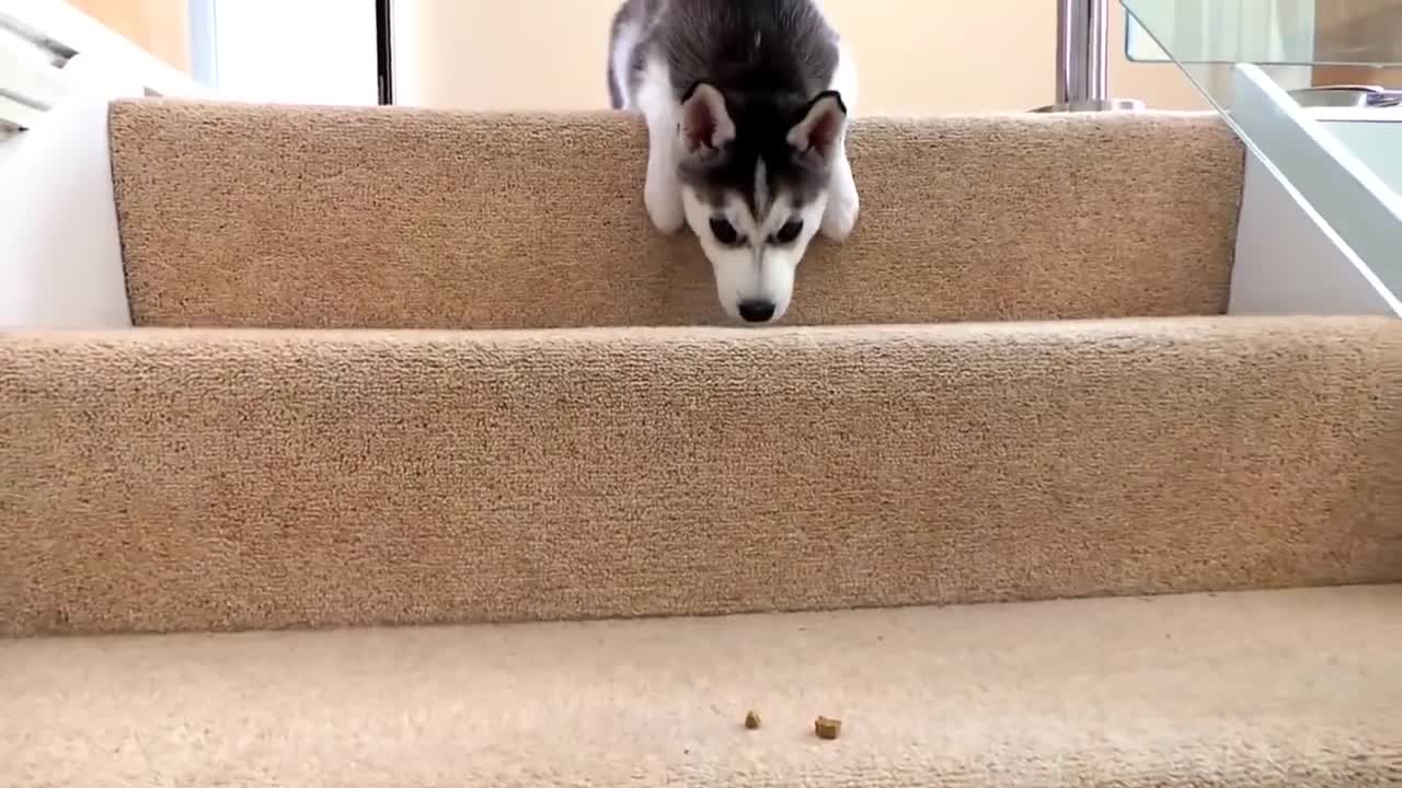 Husky 🐕❤Puppy tries to walk down the stairs.