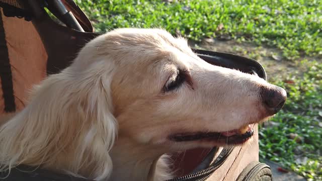 When this dog is taken for a walk, he appears to be content.