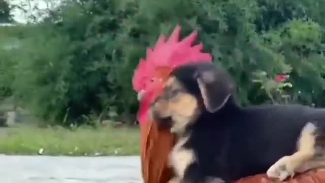 How do chickens and dogs get along?