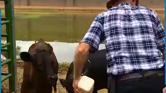When youโre a city boy, the farm life is just too tough for you!!๐๐ฎ๐
