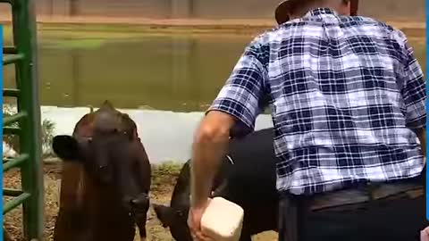 When you’re a city boy, the farm life is just too tough for you!!🐓🐮😅