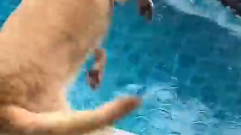 Ultimate Baby Dogs - Cute and Funny Dog Videos Compilation