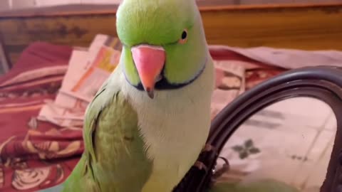 This parrot talks every thing