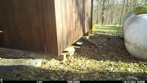 Red squirrel trapped