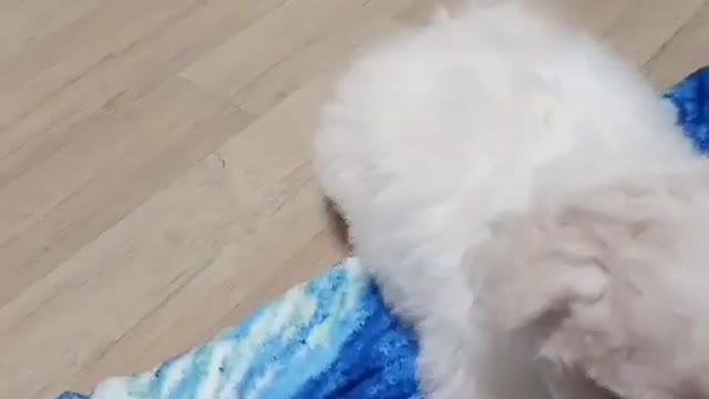 Puppy teasing at 90 days of age