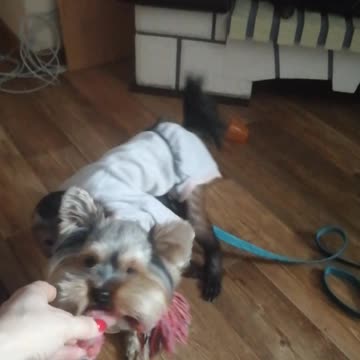 Всадники апокалипсиса