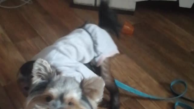 Всадники апокалипсиса