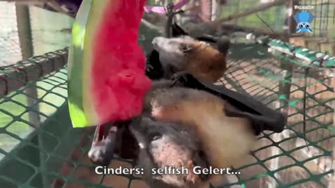 In Mandi's aviary Gelert gets into a snit when Cinders used his sling..mp4