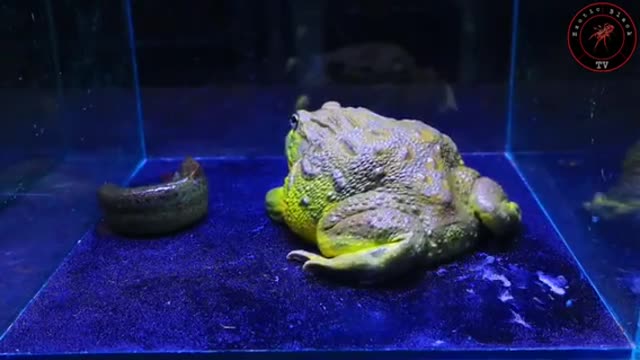 Ha dato loach alla rana toro africana.