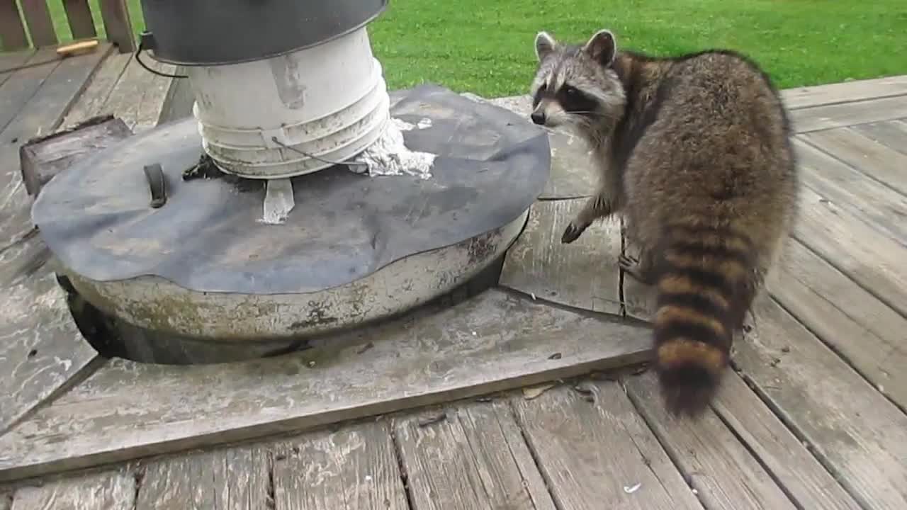 Plotting raccoon gives spine chilling stare