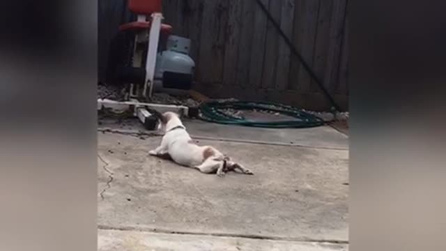 White dog scratching his stomach balls by dragging his hind legs on the cement floor