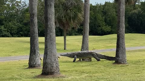 Enormous Crocodile Walks through Golf Course