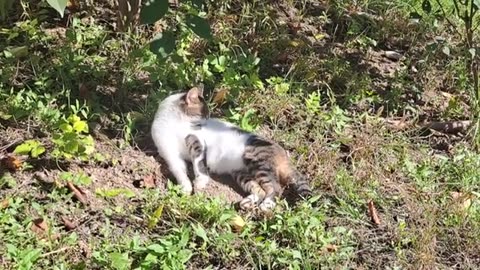 A cute cat is resting in the sunny weather. Relaxing Cat Video.