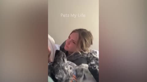 cat dogs funny video