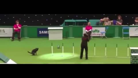 Funny Dog....Sh!t happens