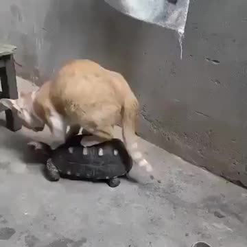 Adorable turtle let the cat ride his back