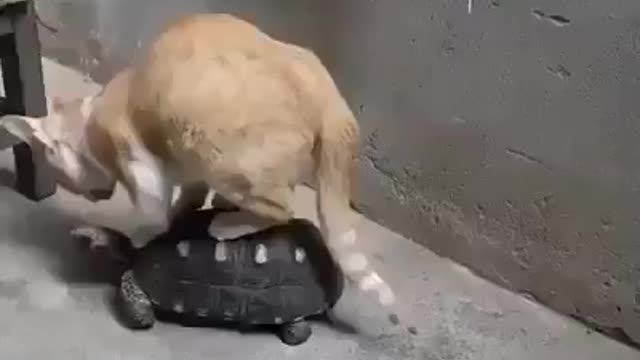 Adorable turtle let the cat ride his back